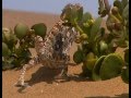 Chameleoni - pouštní draci