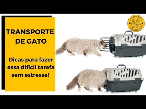 Vídeo: Como Transportar Um Gatinho