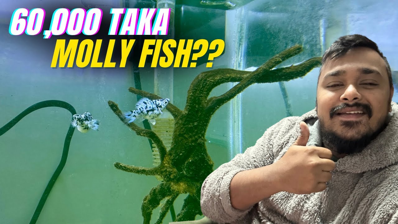 60,000 Taka Molly Fish at my Home?? 