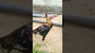 #family #rooster #viral