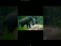 Elephant march trending viral youtube  elephant safari trend bandhavgarhnationalpark animal