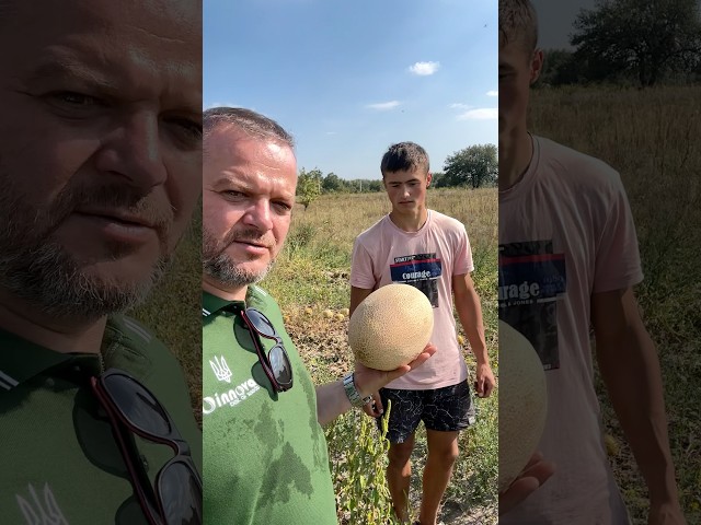 Диня ДАЙАНА дає супер результат навіть на Київщині