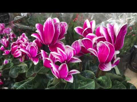 Video: Siberian Kandyk, Erythronium, Là Một Loài Hoa Anh Thảo Xinh đẹp