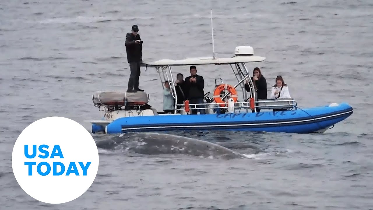 California whale watchers capture gray whale giving birth on video | USA TODAY
