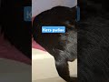 #веселыекоты #черныйкот #черныйкотенок #нашивсша #котик #рыбак #рыбалка #прикольныекоты