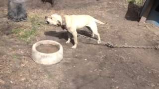 Heavy Chinaman Female