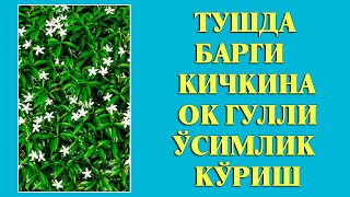 Туш табири - Тушда Барги кичкина ок гулли усимлик куриш