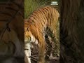 रॉयल बंगाल टाइगर Walking #shorts  #tiger  #bagh #bengaltigers  #wildlife  #wildanimals