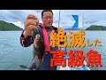 瀬戸内海で絶滅寸前の【超高級魚】を釣り上げる漁師