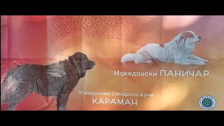 картинка: Документарен филм „Македонските раси на кучиња на ПЕТ ФЕСТ - 2025“
