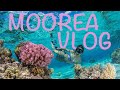 French Polynesia - Moorea Vlog