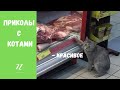 Смешные КОТЫ КОТИКИ КОТЯТА Приколы с животными #72