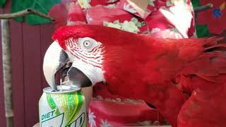 Parrot Opens Soda Can by Happy Birds 1,865 views 4 years ago 12 seconds