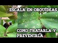 Plagas en Orquídeas | Escala( Escamas ,Scale) como tratarla y prevenirla