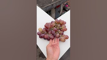 Experiment: Will grapes and watermelons explode if they roll down a tall building? 🍉💥#shorts