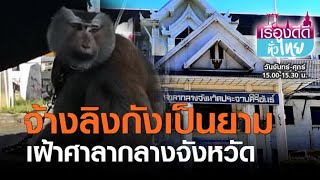จ้างลิงกังเป็นยามเฝ้าศาลากลางจังหวัด | เรื่องดีดีทั่วไทย