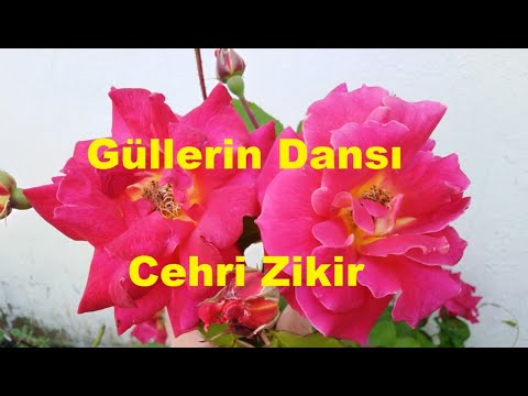 Cehri Zikir Halkası Güllerin Dansı Salavat Allah ve Melekleri Şüphesiz Peygambere Salât Ediyor