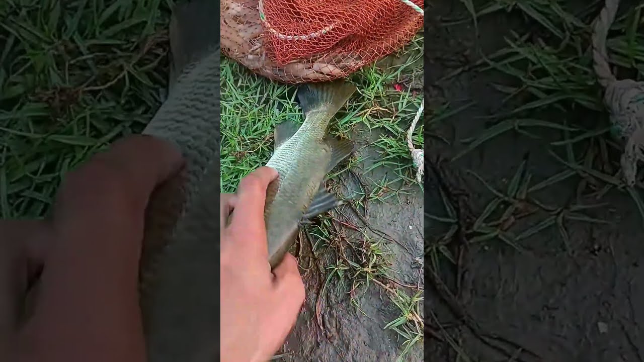 Perfect Cast Net Fishing In River Catch Big Fish 