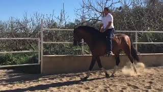 Riding Andalusian horses
