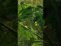 🌴 Tropical - Rain - Relaxation- Mood