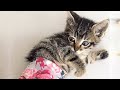 Rescue Super Cute and Playful Kitten Who Survived Falling from a Third Floor Balcony