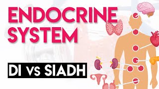 DI vs SIADH | Endocrine System (Part 5)
