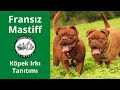 Fransız Mastiff (Dogue de Bordeaux) Köpek Irkı Tanıtımı - 2018 Yılı TV Programı