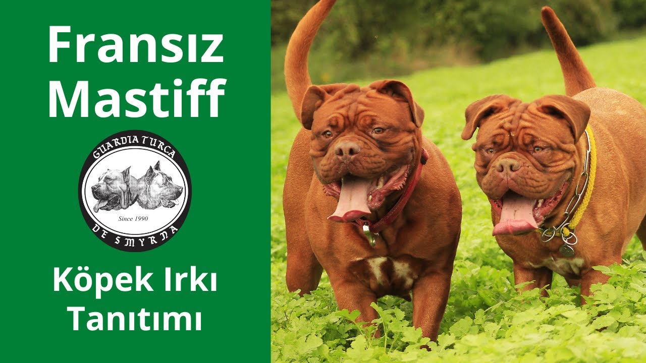 Fransız Mastiff (Dogue de Bordeaux) Köpek Irkı Tanıtımı - 2018 Yılı TV Programı