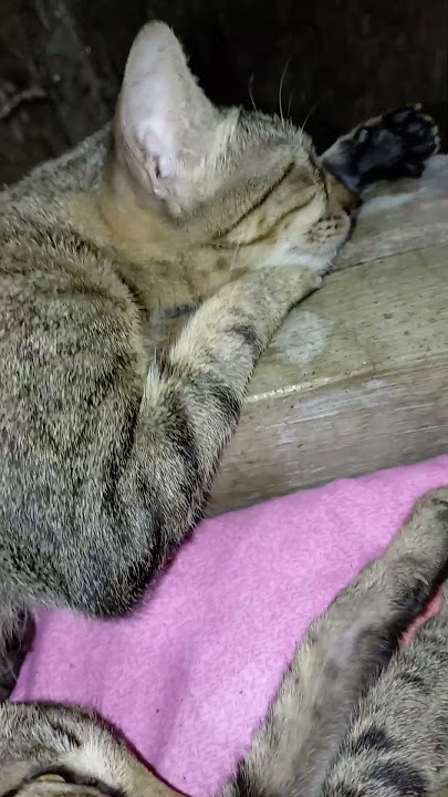 I'm sorroundwd with my angels🐱🐱🐱