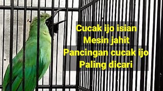 CUCAK IJO NGENTROK ISIAN MESIN JAHIT untuk masteran