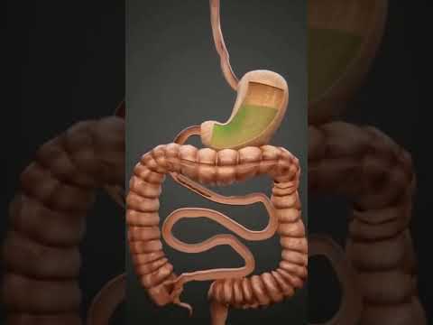 أحياء تانية ثانوي توضح عملية الاخراج في الإنسان ومسار الطعام