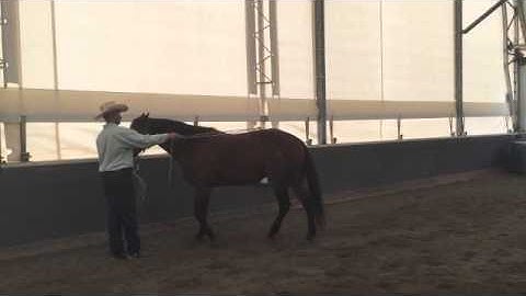 How To teach your horse to side pass towards you
