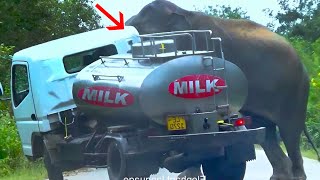 Fearless Milk Busser Faces Wild Elephant Attack