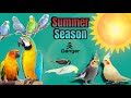 Summer Season Heat Stroke 🥵 Se Kaise Bachaye Apne Birds Ko?