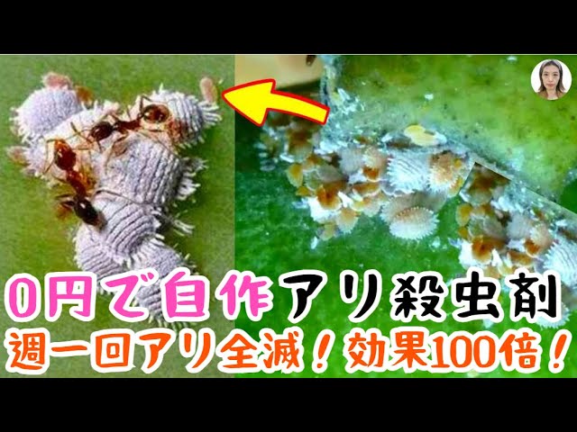 Ants in Your Flower Pots?! 4 Ways to Repel Them, Easy DIY Ant