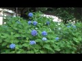 今年も玉川上水永泉寺緑地に、沢山の紫陽花の花が咲きました。