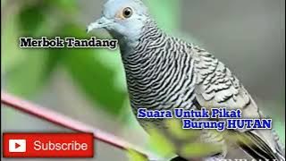 MERBOK TANDANG POWER