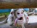 Funny crazy goat