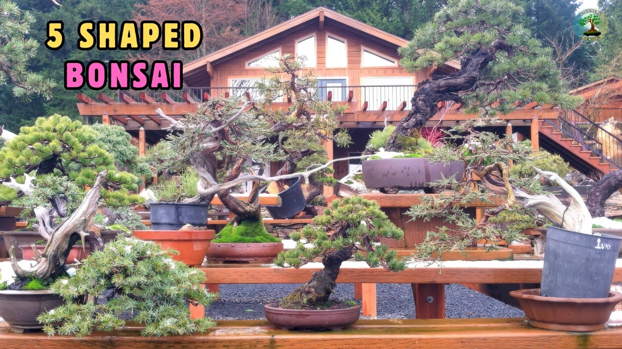 5 американских деревьев бонсай | Образуются под воздействием огня, высоты и времени года