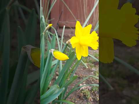Первые цветы в январе #цветы #шортс #shorts #short #garden #flowers #spring #весна #youtubeshorts