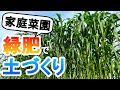 家庭菜園で緑肥に挑戦｜個人規模でもソルゴーは分解されるのか？