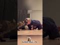 Cats vs Pranks They Can't Handle🐈 #CatFails #Viral #shorts