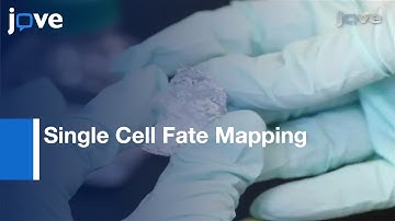 Single Cell Fate Mapping In Zebrafish l Protocol Preview