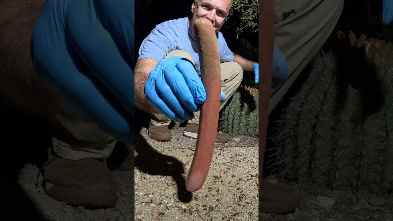 Ants Lizards and Wiener Thief battle over Wiener 