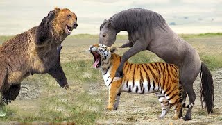 Angry Tiger attacks Wild Bear to protect Wild Horses - Lion King vs Buffaloes, Tiger