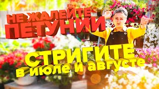 картинка: КАК ПОДСТРИЧЬ ПОДКОРМИТЬ ПЕТУНИИ В ИЮЛЕ И АВГУСТЕ! ЗАЦВЕТУТ СНОВА!