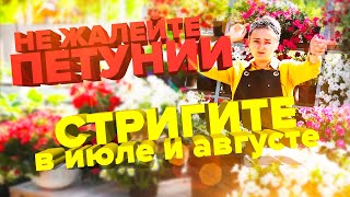 КАК ПОДСТРИЧЬ ПОДКОРМИТЬ ПЕТУНИИ В ИЮЛЕ И АВГУСТЕ! ЗАЦВЕТУТ СНОВА!