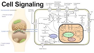 Cell Communication via Autocrine, Paracrine, Juxtacrine, and Hormone Signaling
Cell Communication via Autocrine, Paracrine, Juxtacrine, and Hormone Signaling Cell Communication via Autocrine, Paracrine, Juxtacrine, and Hormone Signaling