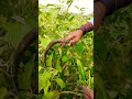 ফলন বেশি হবে পোকা হবে না বেগুনে#viral #agriculture #foryou