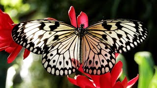 Cambridge Butterfly Conservatory